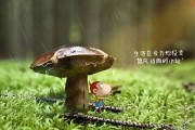 乌方：将“通过相关国家”向俄提交和平计划！德总理：拒绝乌使用德国远程武器攻击俄腹地